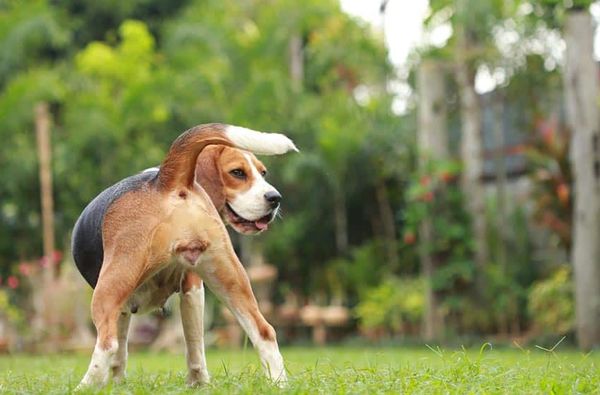 Triệu Chứng Bệnh Viêm Âm Đạo Ở Chó: Bắt Bệnh Sao Cho Chuẩn
