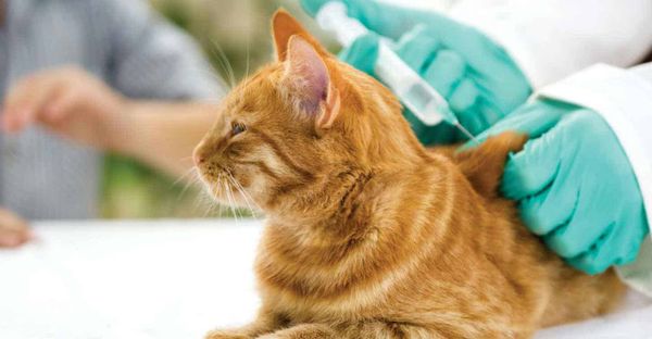 Bệnh Viêm Phúc Mạc Ở Mèo: Hiểm Họa Khôn Lường