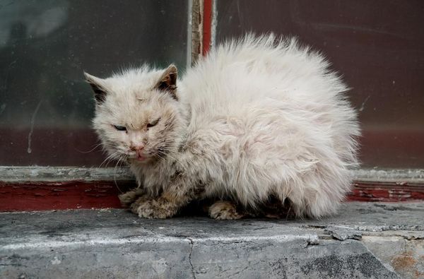 Giảm Bạch Cầu Ở Mèo: Nguyên Nhân Gây Bệnh