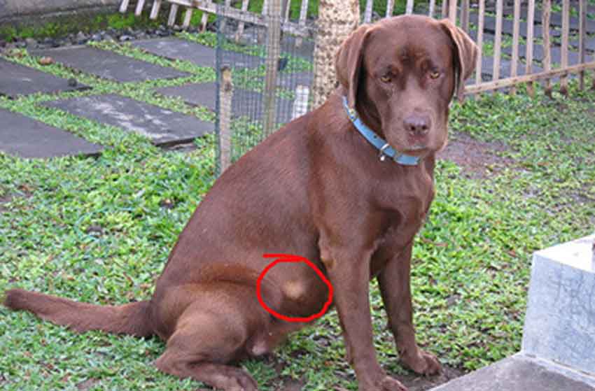 Điều Trị U Mỡ Ở Chó: Có Nên Phẫu Thuật Cắt Bỏ – Lời Khuyên Pethealth