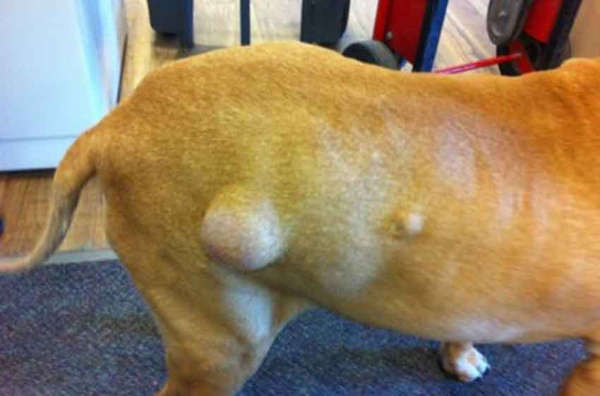 Bệnh U Mỡ Ở Chó Có Gây Tử Vong Không? – PetHealth
