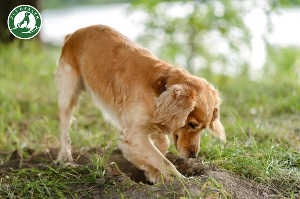 6 lý do chó thường xuyên ăn đất bẩn bạn nên biết