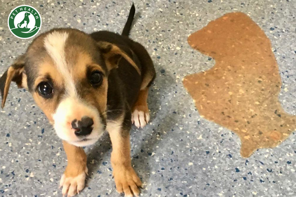 Parvovirus: Nguồn virus tới từ đâu và tại sao chó con dễ bị nhiễm?