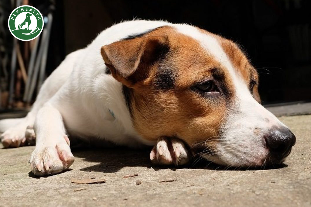 Ung não ở chó: Dấu hiệu, cách chữa trị, phòng tránh