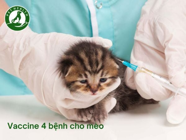 Vaccine 4 Bệnh Cho Mèo: Phòng Bệnh Gì? Lịch Tiêm, Chi Phí