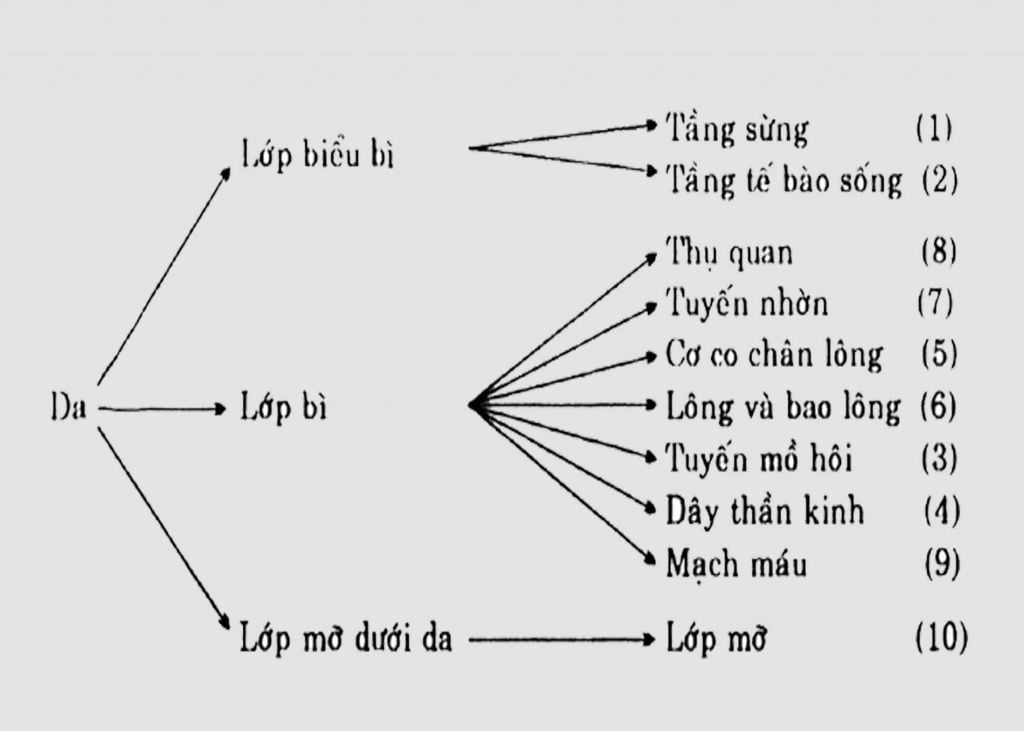 Cấu Tạo Da Chó