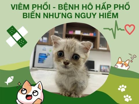 VIÊM PHỔI - BỆNH HÔ HẤP PHỔ BIẾN NHƯNG NGUY HIỂM