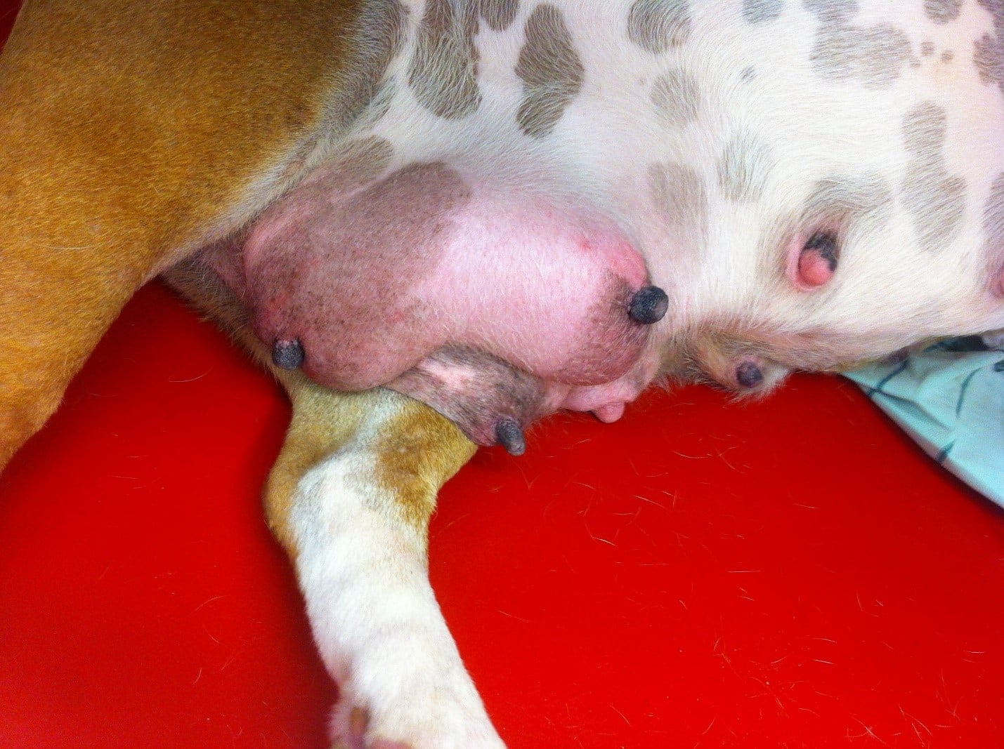 Viêm Vú Ở Chó Mèo – PetHealth