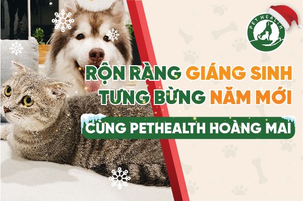 PETHEATLH HOÀNG MAI – RỘN RÀNG GIÁNG SINH – TƯNG BỪNG NĂM MỚI