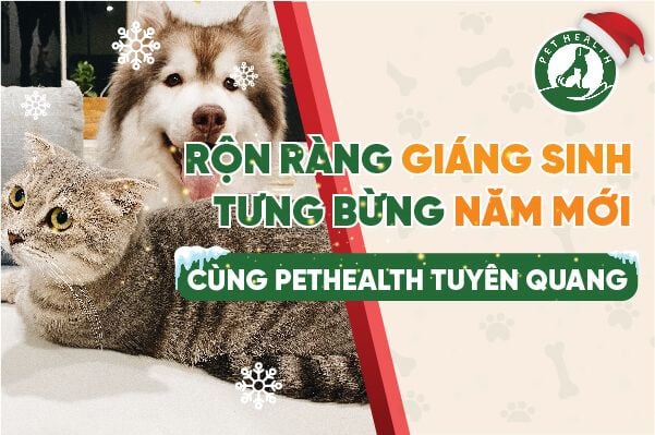 PETHEATLH TUYÊN QUANG – RỘN RÀNG GIÁNG SINH – TƯNG BỪNG NĂM MỚI
