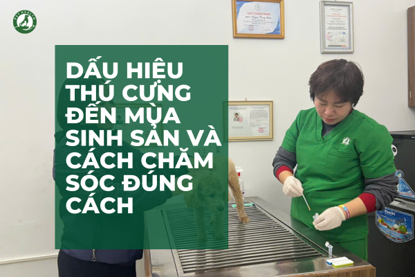 Dấu hiệu thú cưng đến mùa sinh sản và cách chăm sóc đúng