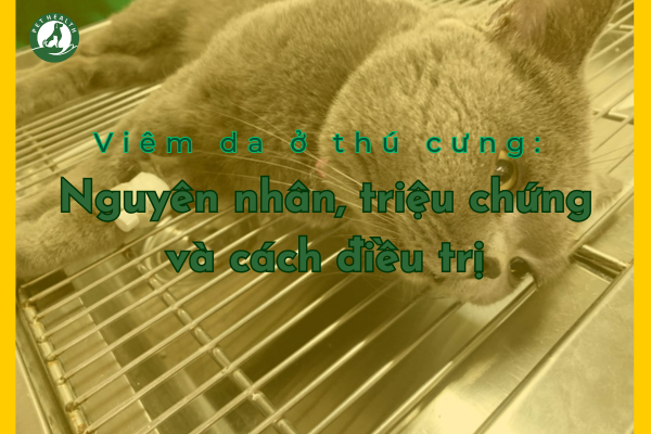 Viêm da ở thú cưng: Nguyên nhân, triệu chứng và cách điều trị