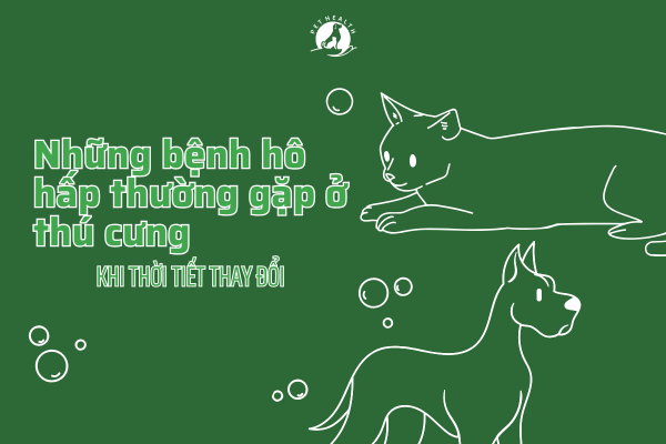 Những bệnh hô hấp thường gặp ở thú cưng khi thời tiết thay đổi