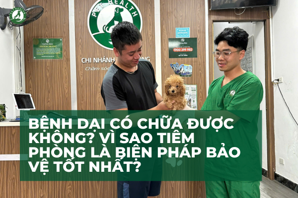 Bệnh dại có chữa được không? Vì sao tiêm phòng là biện pháp bảo vệ tốt nhất?