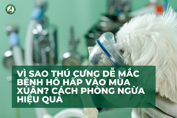 Vì sao thú cưng dễ mắc bệnh hô hấp vào mùa xuân? Cách phòng ngừa hiệu quả