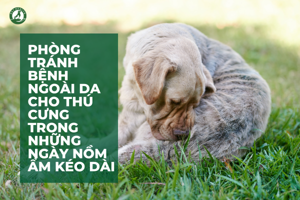 Phòng tránh bệnh ngoài da cho thú cưng trong những ngày nồm ẩm kéo dài