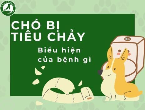 Chó bị tiêu chảy là biểu hiện của bệnh gì?