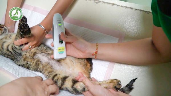 SIÊU ÂM CHO CHÓ MÈO – NHỮNG ĐIỀU NGƯỜI NUÔI THÚ CƯNG NÊN BIẾT