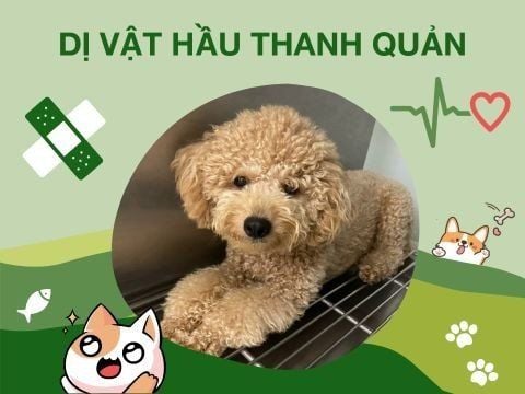Dị vật hầu thanh quản – Thủ thuật ngoại khoa