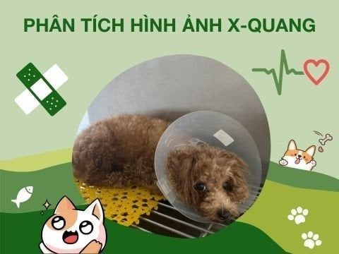 Phân tích hình ảnh X-Quang của bạn Poodle bị tai nạn giao thông