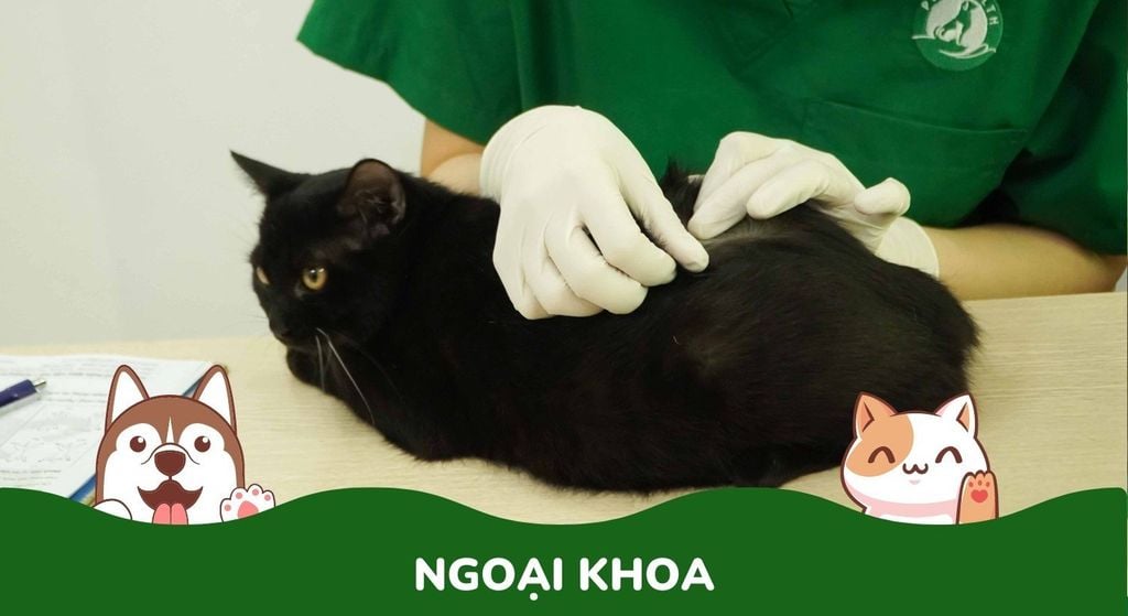 Ngoại khoa
