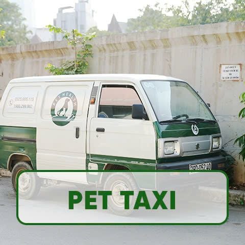 Dịch vụ Pet Taxi – Đưa đón thú cưng tận nơi an toàn, tiện lợi