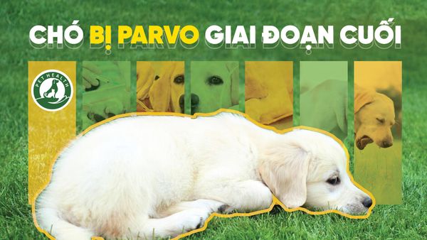 Chó bị Parvo giai đoạn cuối