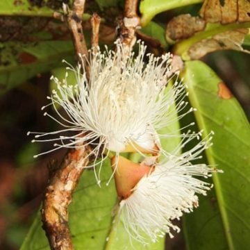 Đơn tướng quân