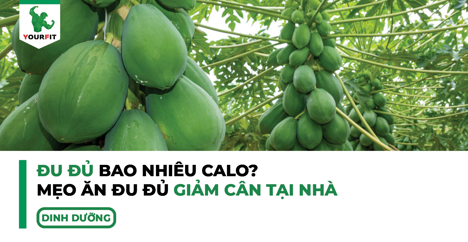 Đu đủ bao nhiêu calo? Mẹo ăn đu đủ giảm cân tại nhà
