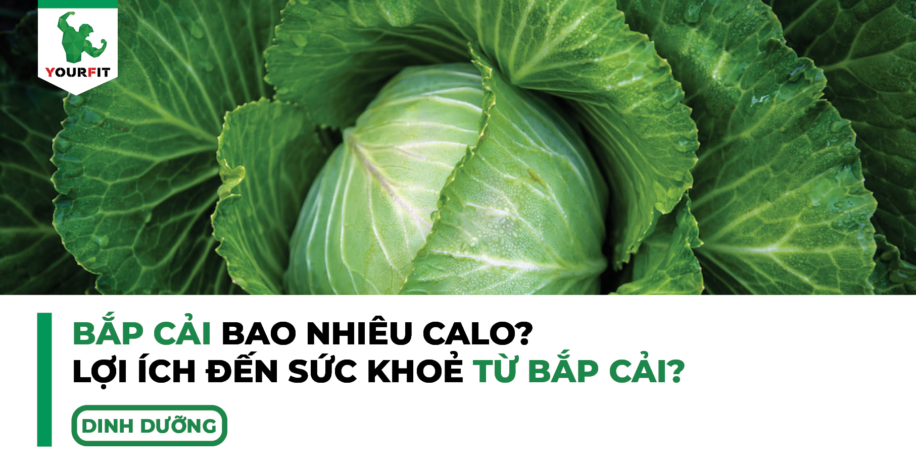 Bắp cải bao nhiêu calo, lợi ích đến sức khoẻ từ bắp cải?