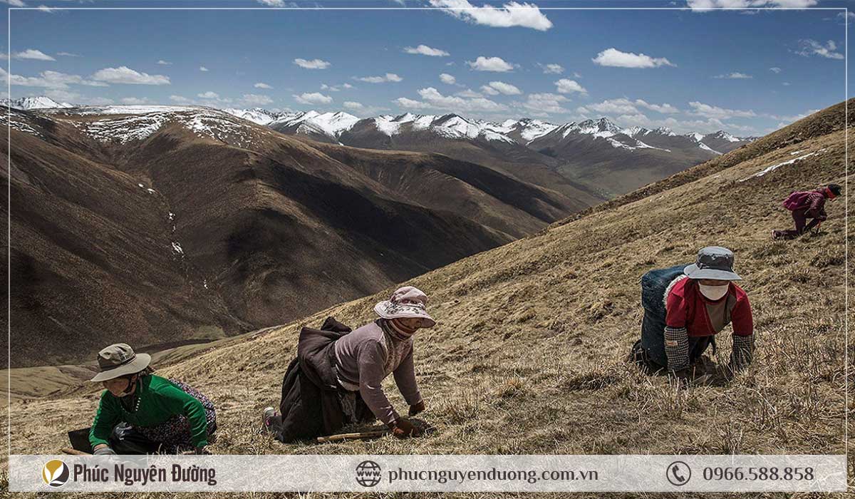 Phóng sự khai thác Đông Trùng Hạ Thảo trên vùng đất thánh Tây Tạng