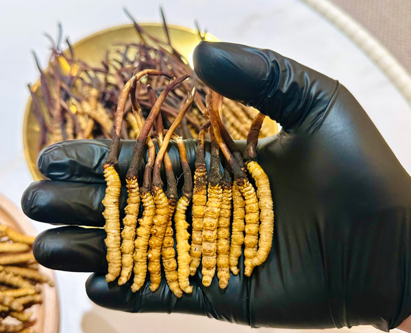 Cách sử dụng đông trùng hạ thảo khô nguyên con có thể bạn chưa biết