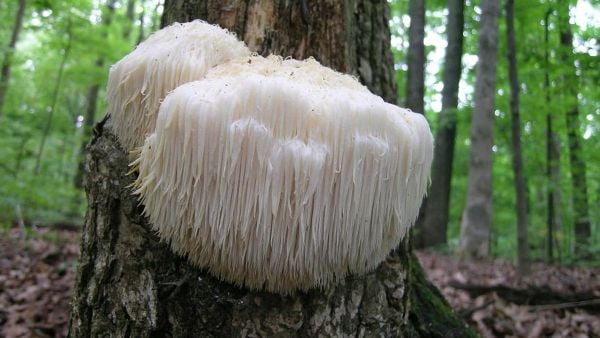 5 Loại Nấm Chỉ Dành Cho Giới Nhà Giàu, Có Loại Tận 100tr/lạng