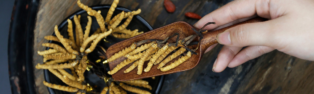 Đông trùng hạ thảo Tây Tạng