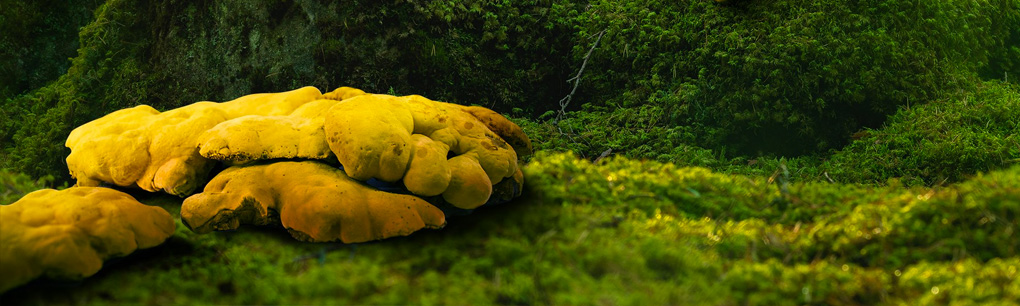 Linh chi thượng hoàng