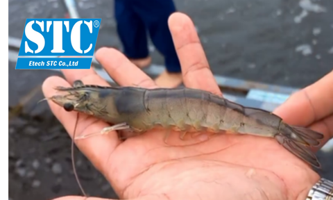 LÀM SAO BIẾT ĐƯỢC VI SINH ĐÃ VÀO ĐƯỜNG RUỘT CỦA TÔM, CÁ, ẾCH, LƯƠN ?