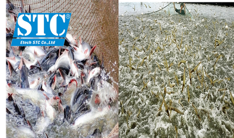 TẠI SAO NUÔI TÔM, CÁ NÊN PHÒNG BỆNH HAY HƠN TRỊ BỆNH?