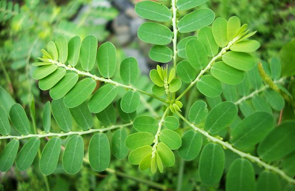 Ngăn ngừa và giải độc gan - Cây diệp hạ châu