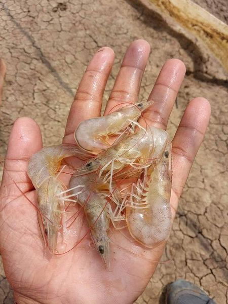 Tôm bị cong thân, đục cơ