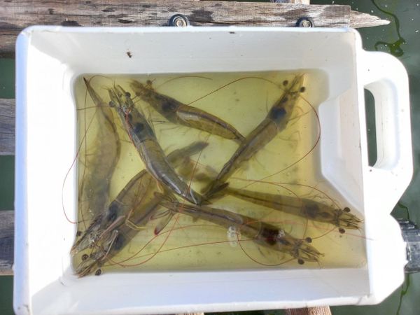 Tôm cứng vỏ nhanh, vỏ bóng đẹp.