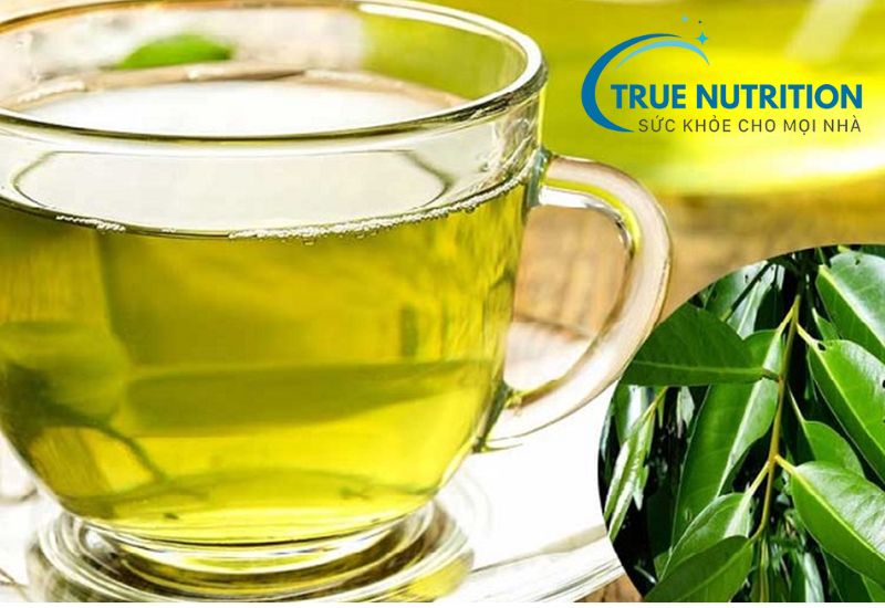 Chữa HP dạ dày bằng lá vối và đinh lăng: Giải pháp tự nhiên hiệu quả