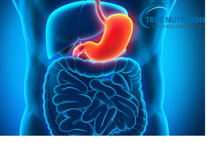 Dạ Dày Có Tiêu Hóa Được Xương Không? Hiểu Rõ Về Khả Năng Tiêu Hóa Của Cơ Thể!