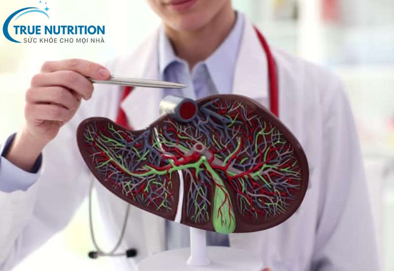 Ai Cần Bổ Gan? Tìm Hiểu Khi Nào Cần Chăm Sóc Gan Đúng Cách