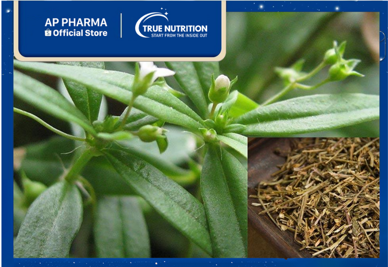 Bạch Hoa Xà Thiệt Thảo: Cây Thuốc Quý Trong Điều Trị Bệnh Lý