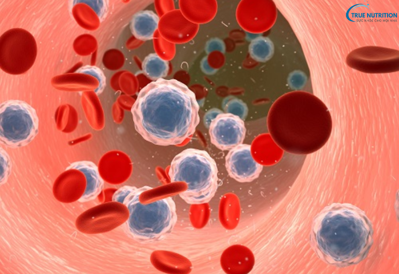 Bệnh Bạch Cầu Mạn Là Gì? Tìm Hiểu Nguyên Nhân và Cách Phòng Ngừa