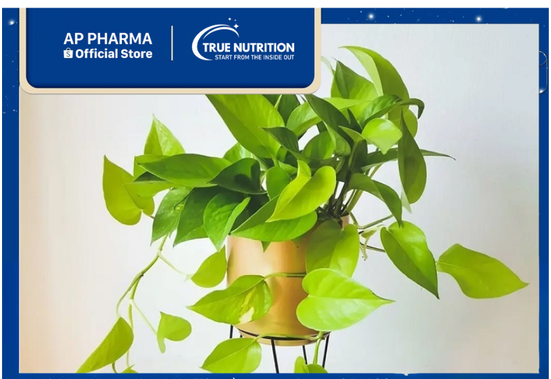 Cây Trầu Bà Vàng – Bảo Bối Thanh Lọc Không Khí và Phong Thủy