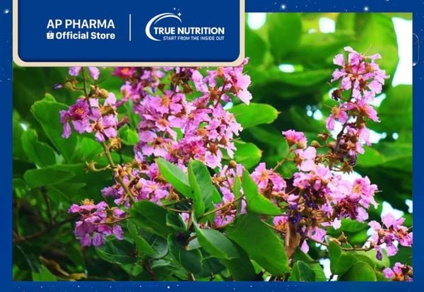 Cây Bằng Lăng: Đặc Điểm Nổi Bật Và Cách Trồng Tốt Nhất