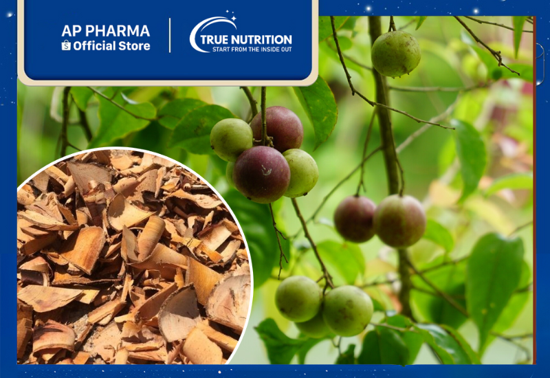 Cây Bồ Quân: Tác Dụng Chữa Bệnh và Cách Sử Dụng Đúng