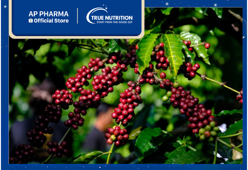 Cây Cà Phê - Nguồn Gốc và Tiềm Năng Phát Triển Tại Việt Nam