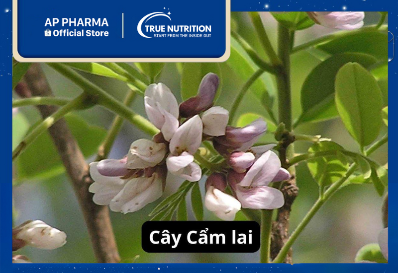Cây Cẩm Lai: Loài Gỗ Quý Hiếm và Những Điều Bạn Chưa Biết